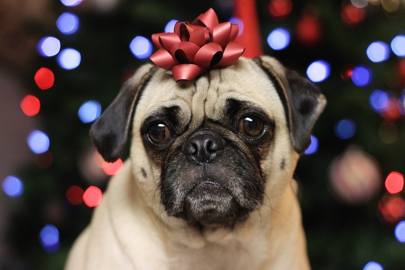13 holiday presents for introverts