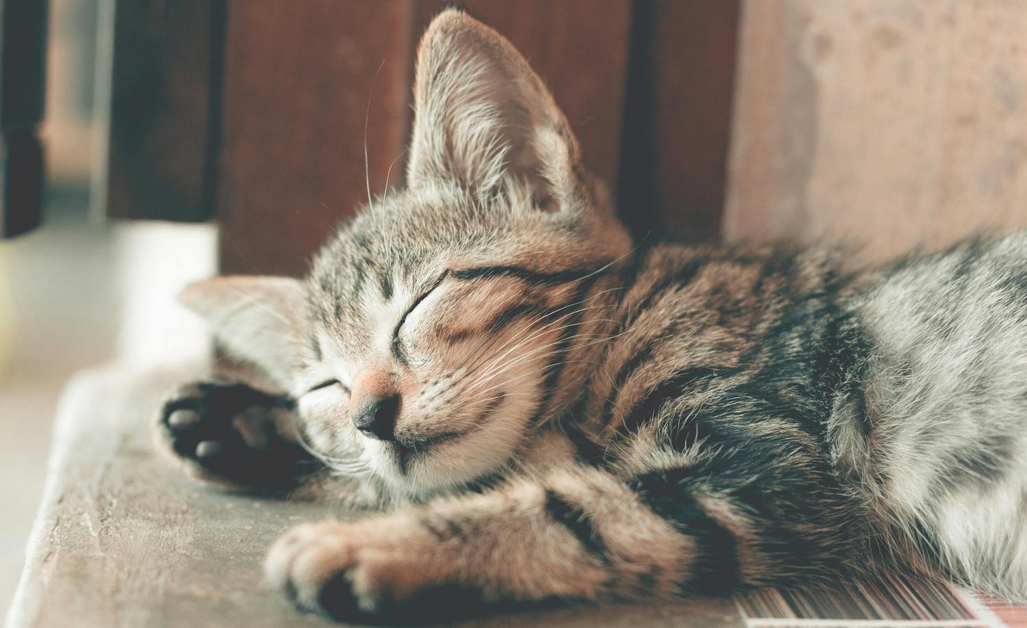 a cat taking a nap