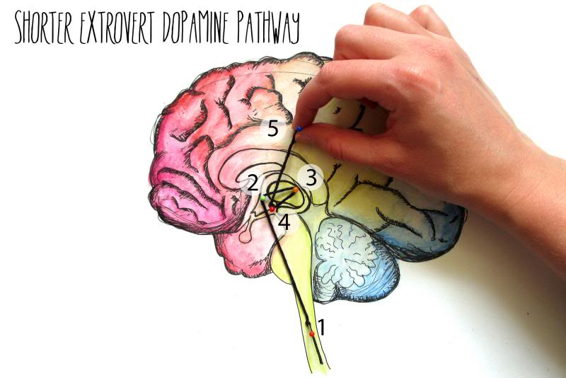 From "The introvert brain explained"