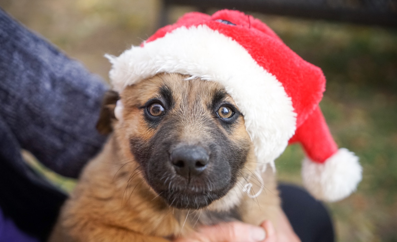 an "introvert" (dog wearing a Santa hat) is exhausted at a holiday party