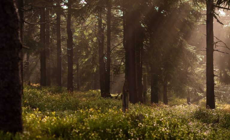 a nature scene