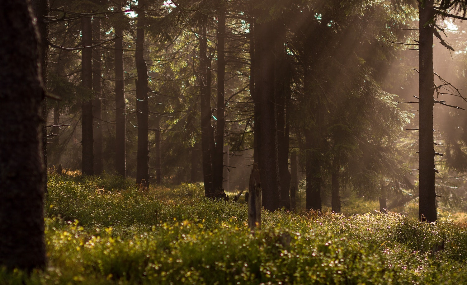 a nature scene