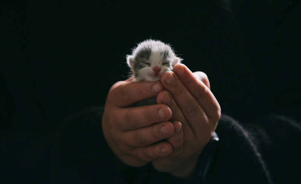 An introvert holds an animal